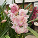 Simegarden Orchidea Cymbidium 14 cm / 3-4 / Rosa chiaro