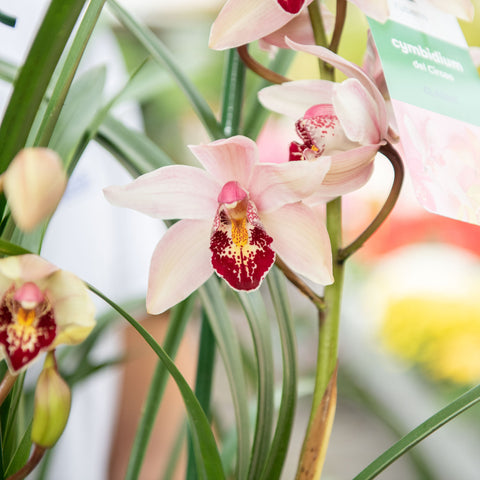 Simegarden Orchidea Cymbidium 17 cm / 3 / Mix