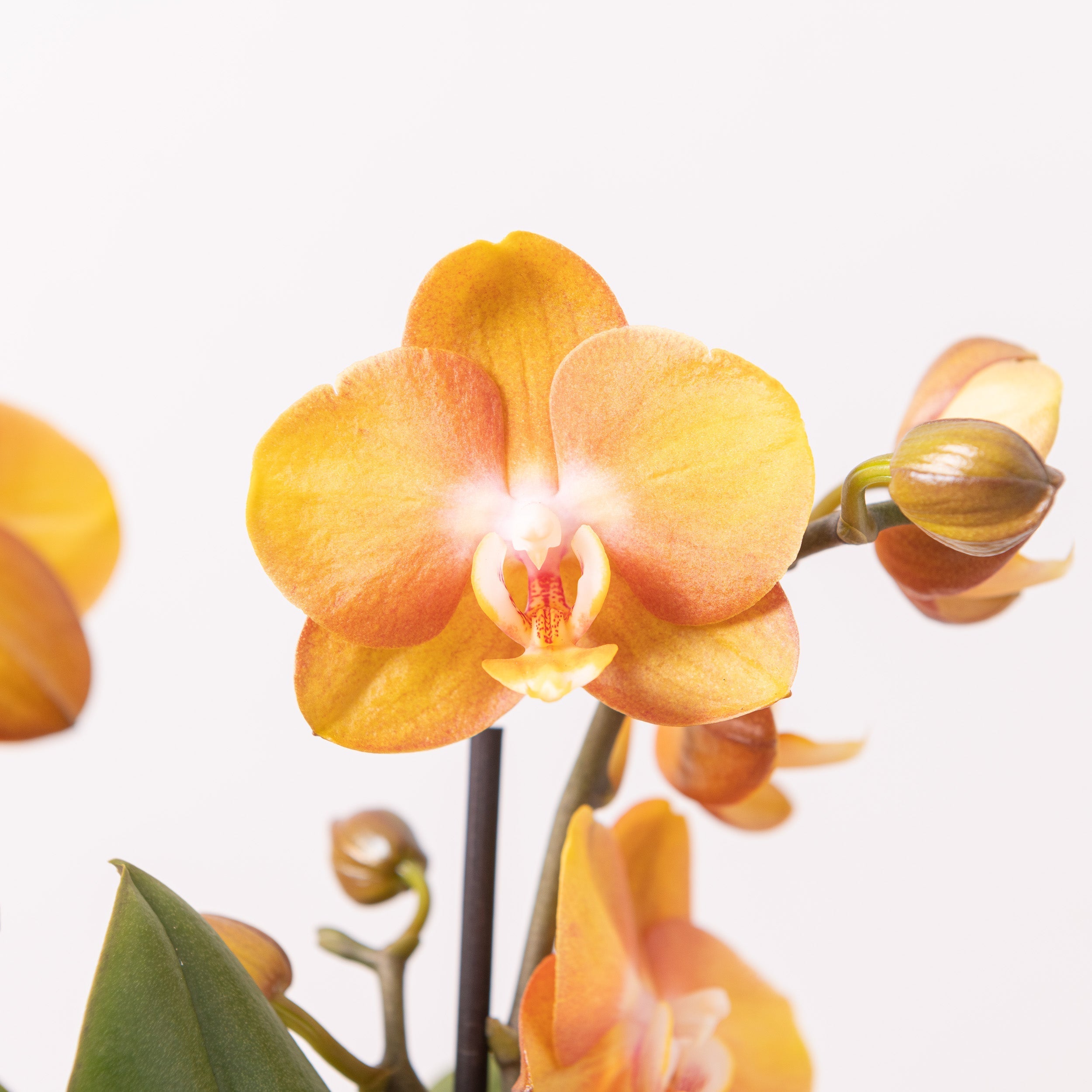 Phalaenopsis Orchidea Artificiale 80Cm Con Vaso Quadrato Arancione