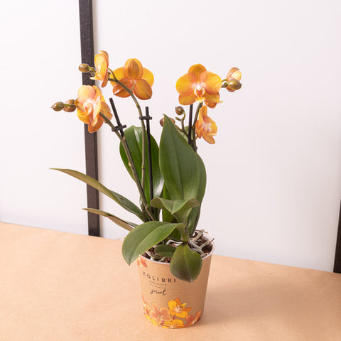 Orchidea Phalaenopsis arancione Las vegas