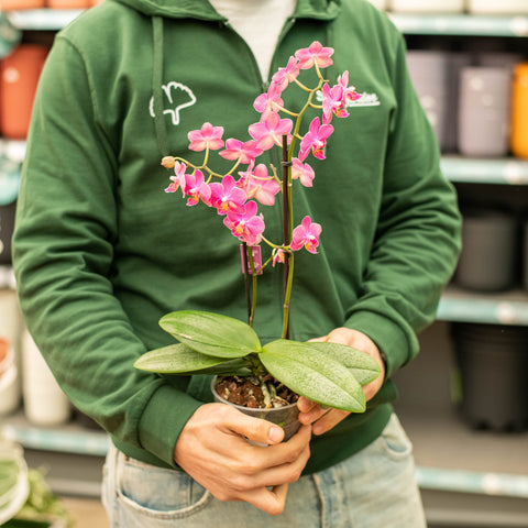 Simegarden Orchidea profumata 12 cm