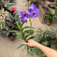 Simegarden Orchidea Vanda