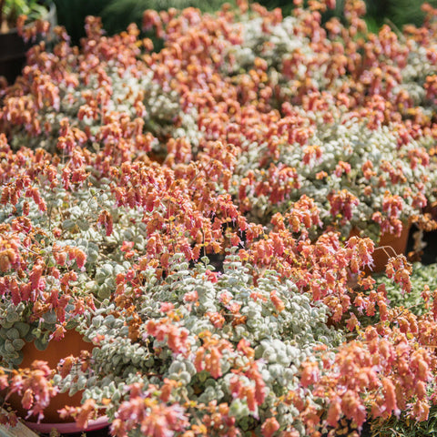 Simegarden Origanum dictamnus 25 cm