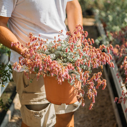 Simegarden Origanum dictamnus 25 cm