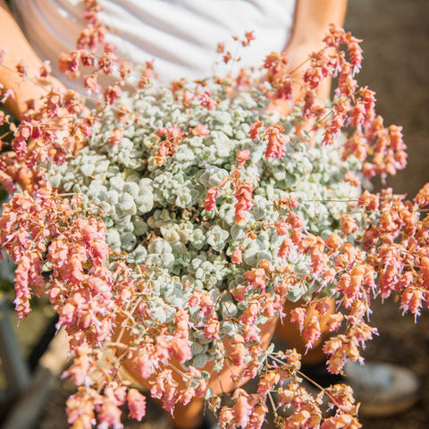 Simegarden Origanum dictamnus 25 cm