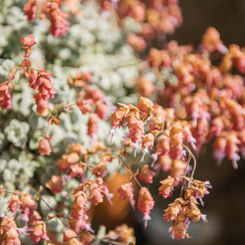 Simegarden Origanum dictamnus 25 cm