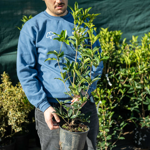 Simegarden Osmanthus fragrans 18 cm