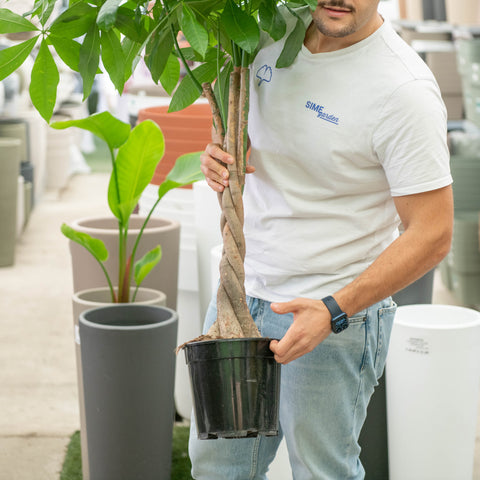 Simegarden Pachira aquatica