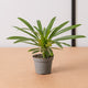 Simegarden Pachypodium lamerei