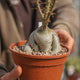 Simegarden Pachypodium succulentum 16 cm