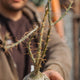 Simegarden Pachypodium succulentum 16 cm