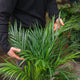Simegarden Palma areca 24 cm