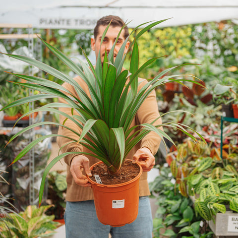 Simegarden Pandanus utilis