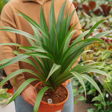 Simegarden Pandanus utilis