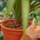 Simegarden Pandanus utilis