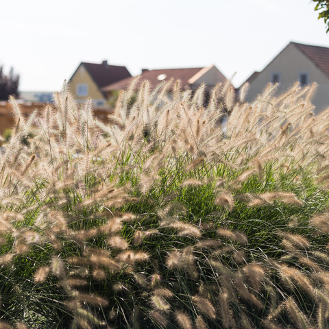 Simegarden Pennisetum alopecuroides 17 cm