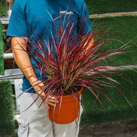 Simegarden Pennisetum fireworks 24 cm