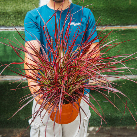 Simegarden Pennisetum fireworks 24 cm