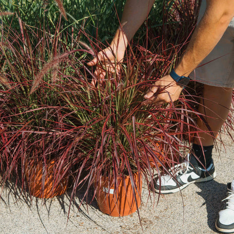 Simegarden Pennisetum fireworks 24 cm