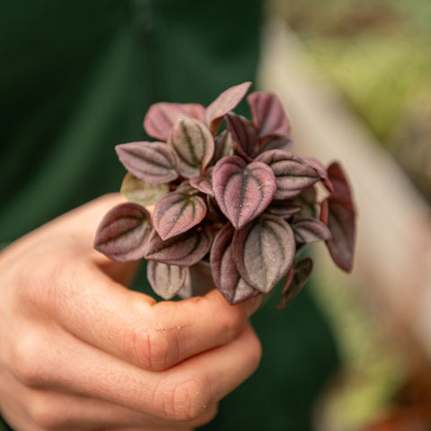 Simegarden Peperomia caperata cayenne 5.5 cm