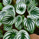 Simegarden Peperomia watermelon