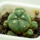 Simegarden Peyote Lophophora williamsii