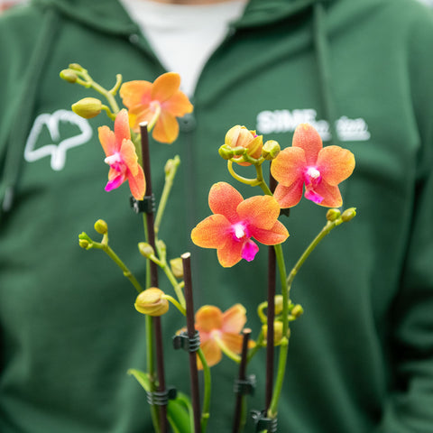 Simegarden Phalaenopsis Bronze Buddha