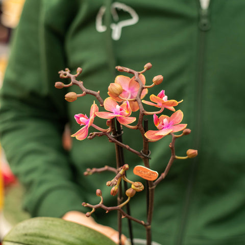 Simegarden Phalaenopsis dusty belle 12 cm