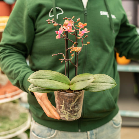 Simegarden Phalaenopsis dusty belle 12 cm