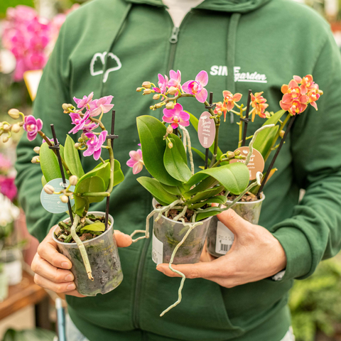 Simegarden Phalaenopsis multiflora 9 cm / Mix