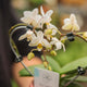 Simegarden Phalaenopsis orchidea bianca