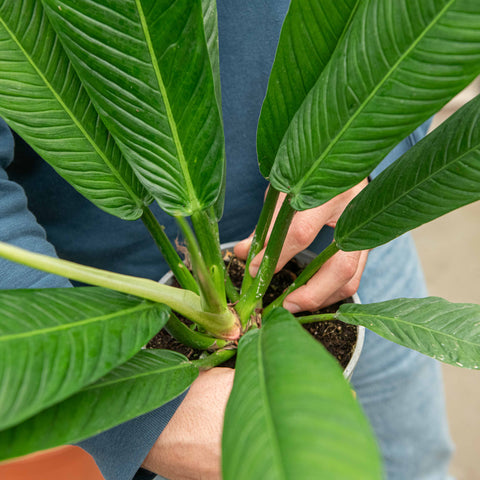 Simegarden Philodendron campii 17 cm