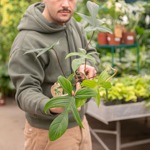 Simegarden Philodendron florida green 12 cm