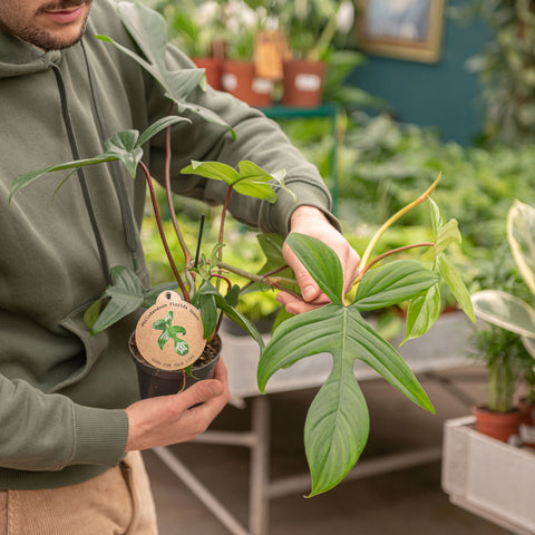 Simegarden Philodendron florida green 12 cm