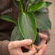 Simegarden Philodendron green princess 12 cm