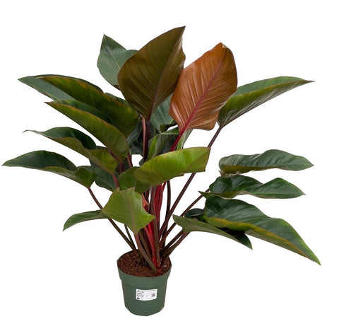 Simegarden Philodendron imperial red 27 cm