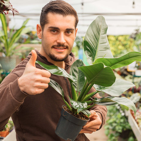 Simegarden Philodendron imperiale verde 14 cm