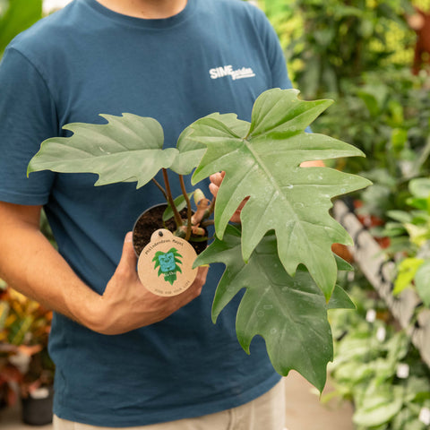 Simegarden Philodendron mayoi 12 cm