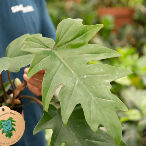 Simegarden Philodendron mayoi 12 cm