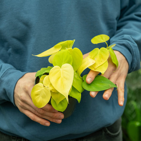 Simegarden Philodendron micans lime 12 cm