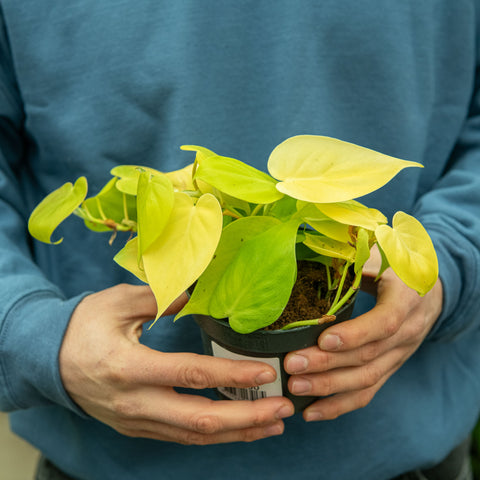 Simegarden Philodendron micans lime 12 cm