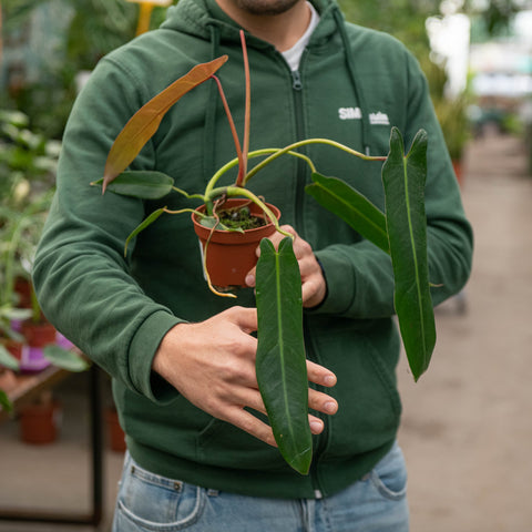 Simegarden Philodendron spiritus sancti 10.5 cm