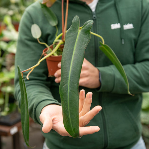 Simegarden Philodendron spiritus sancti 10.5 cm