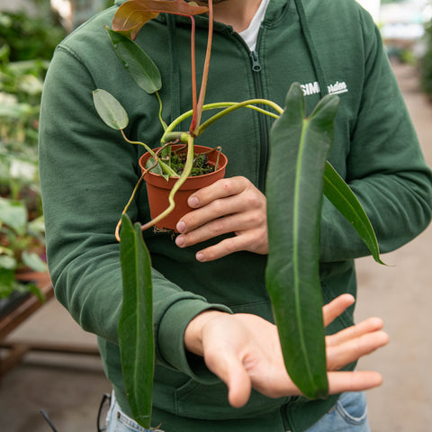 Simegarden Philodendron spiritus sancti 10.5 cm