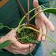 Simegarden Philodendron spiritus sancti 10.5 cm