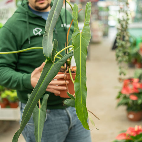 Simegarden Philodendron spiritus sancti