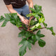 Simegarden Philodendron squamiferum grande