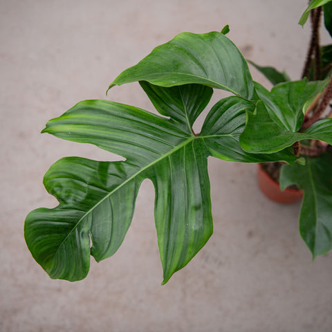 Simegarden Philodendron squamiferum grande