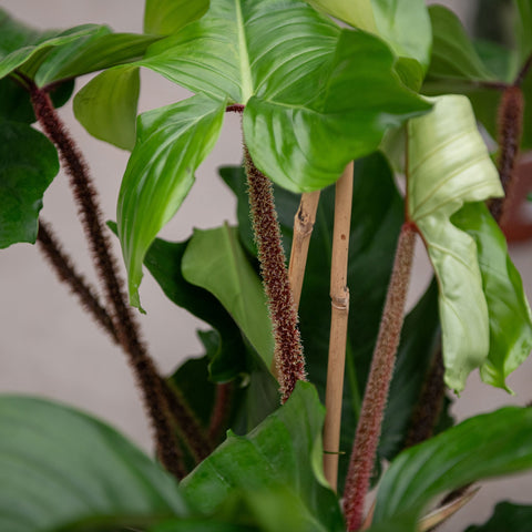 Simegarden Philodendron squamiferum grande