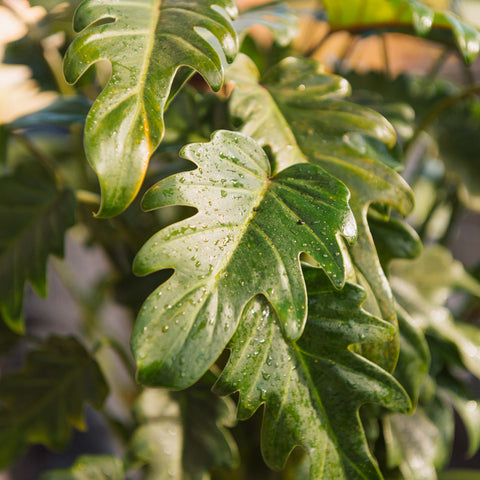 Simegarden Philodendron xanadu